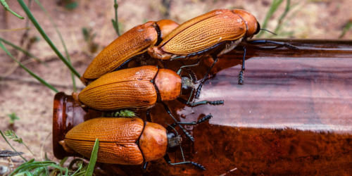 jewel beetle 1.png