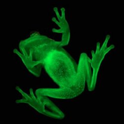 glowfrog.jpg