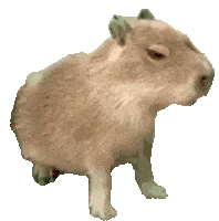 baby-capybara-capybara.gif