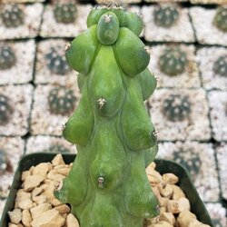 myrtillocactusfukurokuryuzinboku_2.jpg