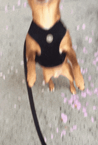 200w.gif