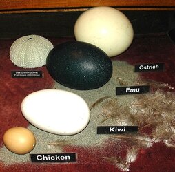 Comparison_of_eggs_by_Zureks.jpg