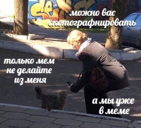 cat_photo_please.jpg