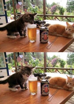 Kitten trying beer.jpeg