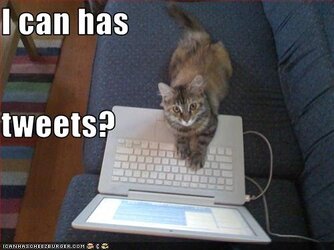 lolcat-i-can-has-tweets.jpg