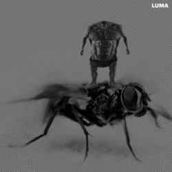 giga fly.gif