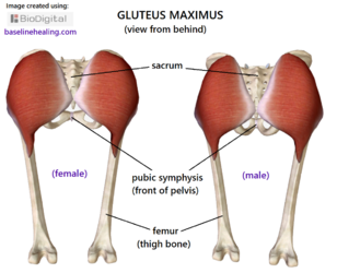 gluteus-maximus-male-female-rear-view.png