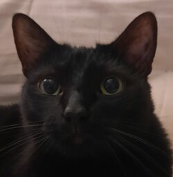 CATT.jpg