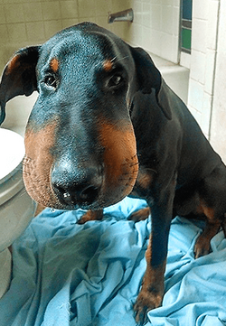 bee-sting-dog.png