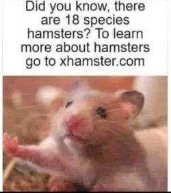 Xhamster.jpg