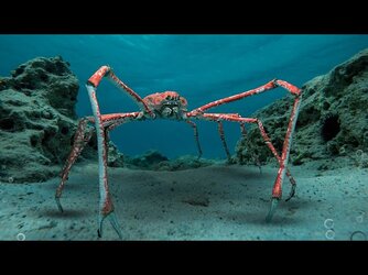 crabman.jpg