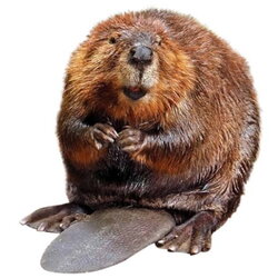 beaver-42.jpg
