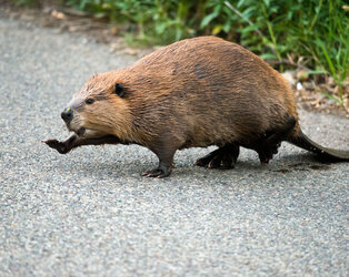 beaver-crossing-two-column-13.jpg