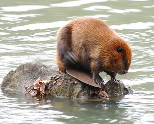 Beaver3.jpg