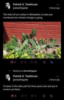 StealthyCactus.jpg