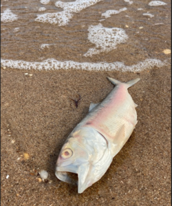 dead fish.png