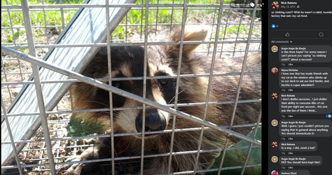 raccoon.png