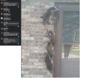 raccoons.png