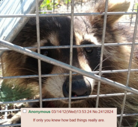 raccoon.png