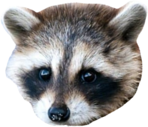 11.png