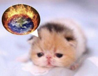 beancat.jpeg
