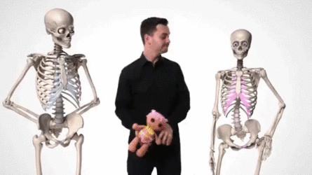 PelvisGif.gif