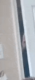 SHH improved.gif