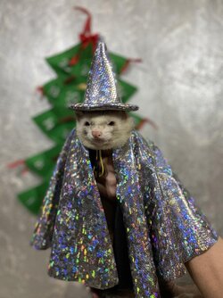 THE WEASARD.jpg