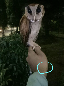 fiqrispot.png