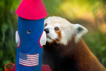 Red Panda 4th of July.jpg
