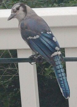 birb.jpg birb.jpg
