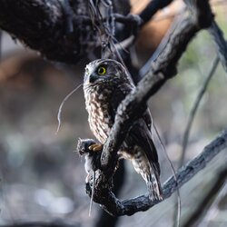 owl.jpg