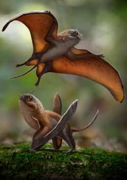 Anurognathus.png
