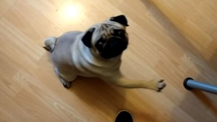 https___cdn.cnn.com_cnnnext_dam_assets_180322180057-dog-nazi-salute-screengrab.jpg