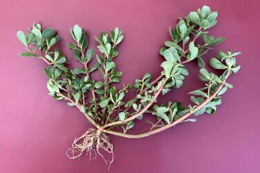 Common Purslane with roots-893x595.jpg