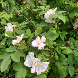 other roses.png