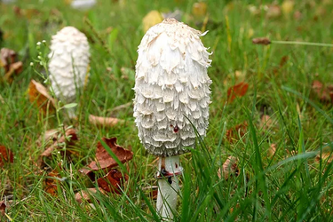 Shaggy Mane.png