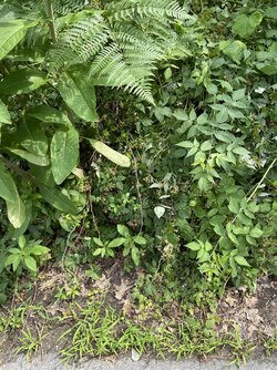 IMG_8020.jpeg