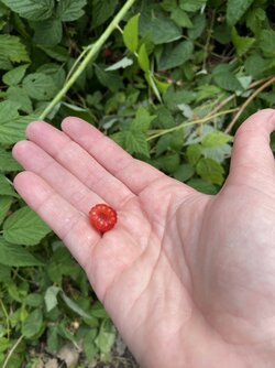 IMG_8021.jpeg