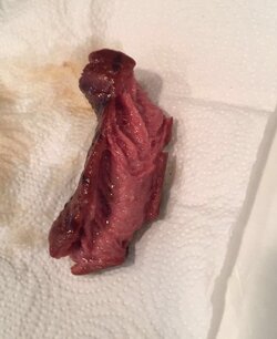 hotdog.jpg