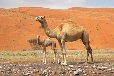 Arabian-dromedary-camel-calf.jpg