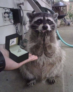 gypsywomanmarriage.png