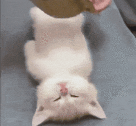 catsushi.gif