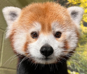red panda staring 3.png