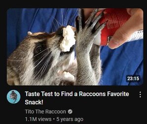 coon.jpg