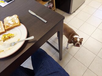 TN_dog_kitchen_maybe.jpg