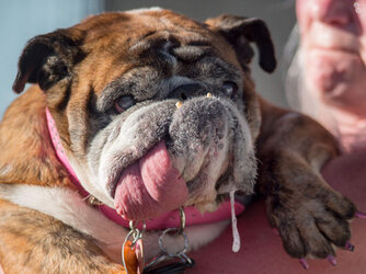 worlds-ugliest-dog-zsa-zsa-dies-at-age-9.jpg