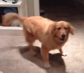 woof0000.gif