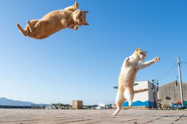 airborne cats.jpg