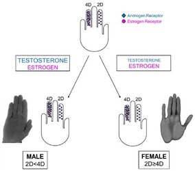 manning-2D-4D-digit-ratio-theory.jpg